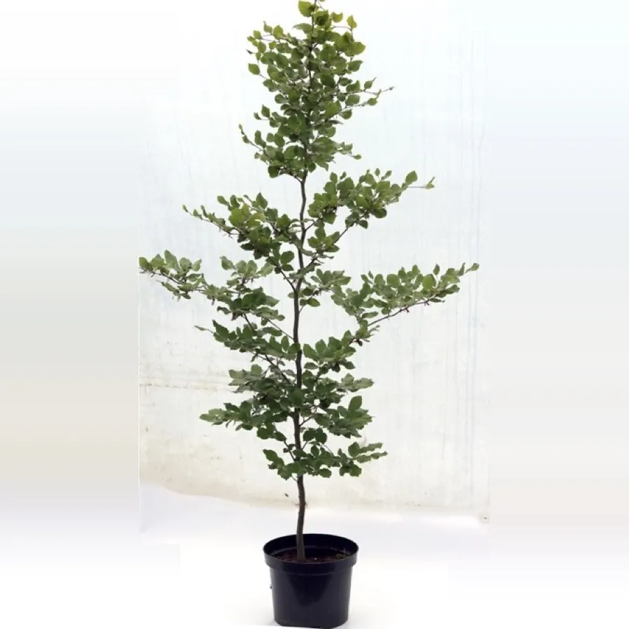 Green Beech