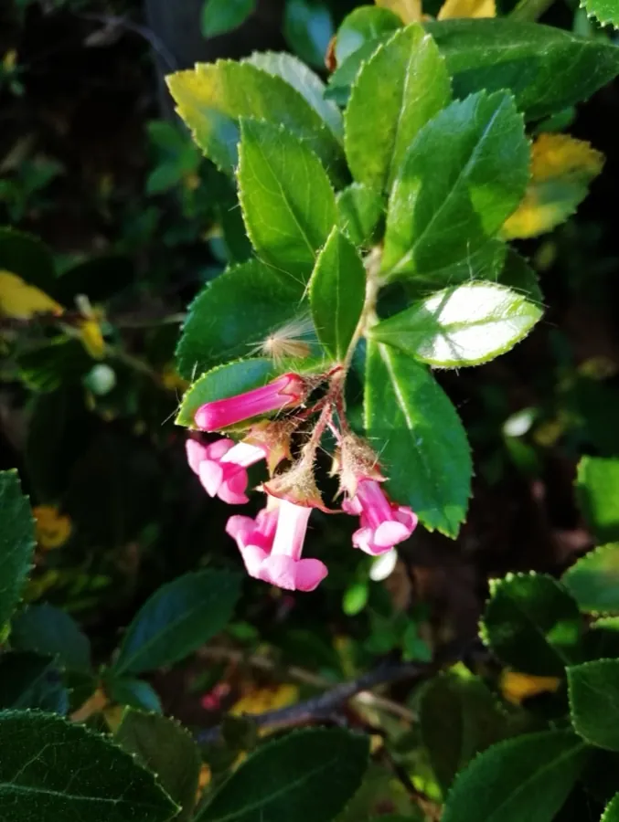 Escallonia flowers