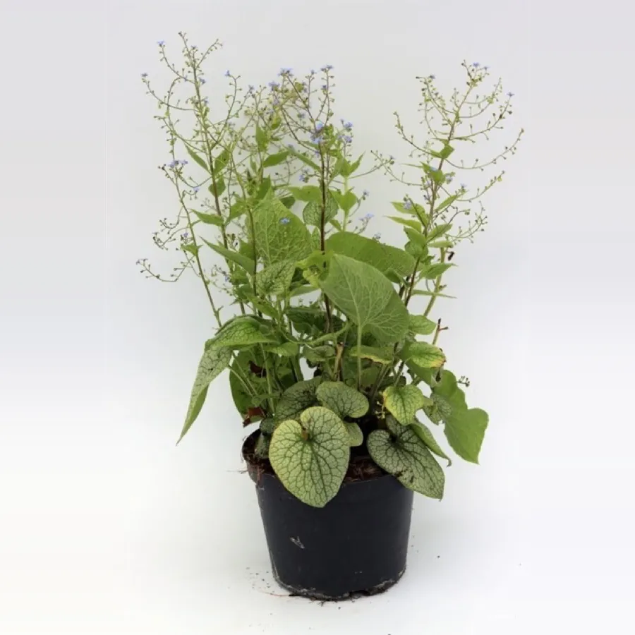 Brunnera Jack Frost