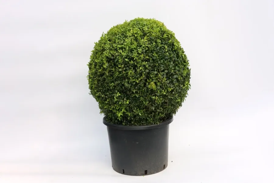 Box Ball (container grown)