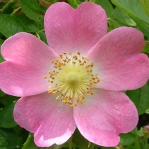 Dog Rose