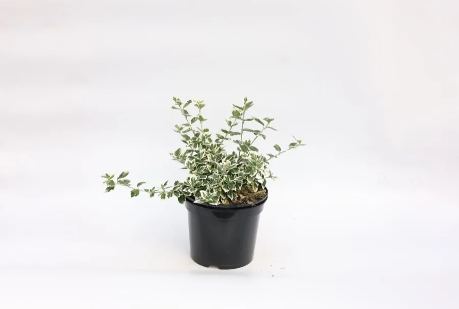 Euonymus Emerald Gaiety