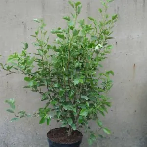 Griselinia