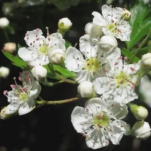 Hawthorn
