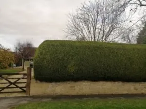 Tall clipped hedge