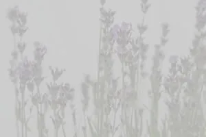 Lavender rows at the nursery