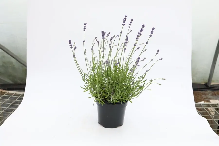 Melissa Lilac