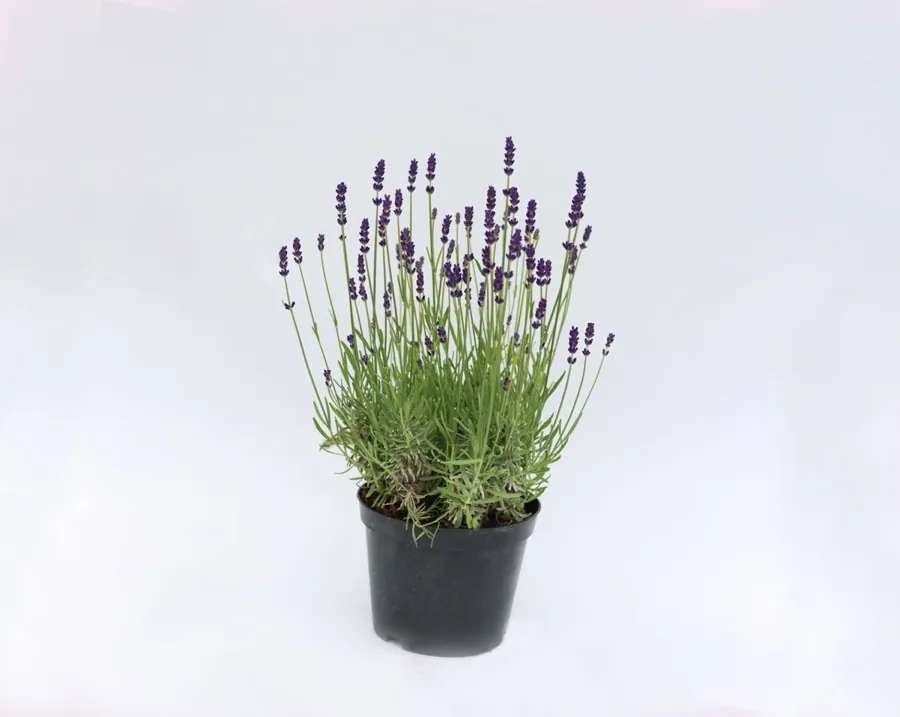 Lavender Anna