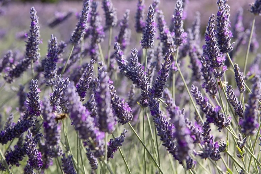 Close-up of flowering lavender