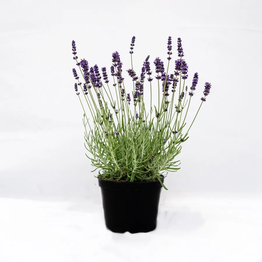 English lavender
