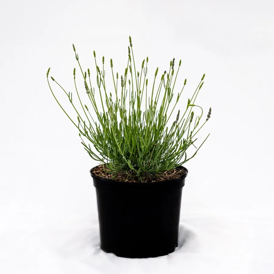 Dutch lavender