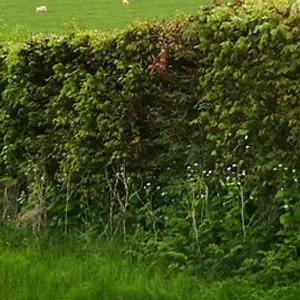 Native farm hedge
