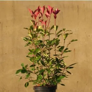 Photinia Red Robin