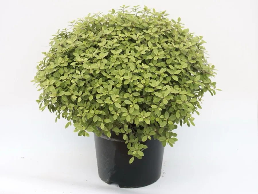 Pittosporum Golf Ball