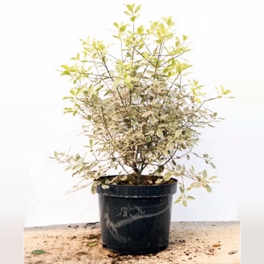 Pittosporum Elizabeth