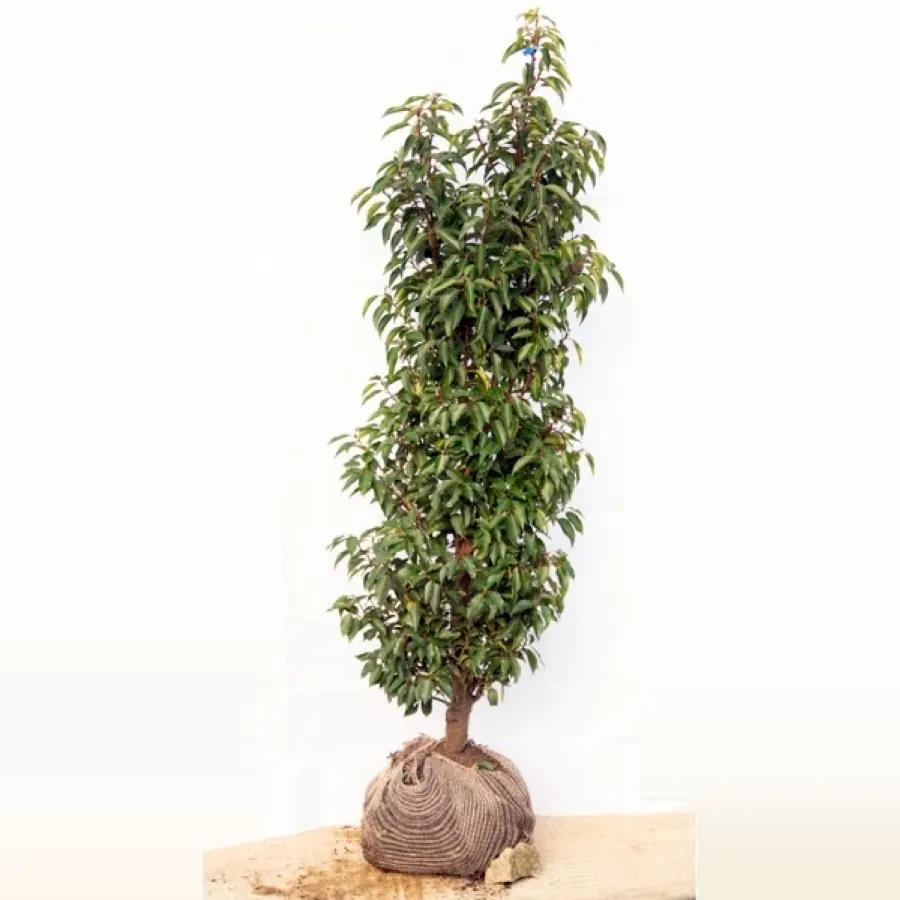 Portuguese Laurel