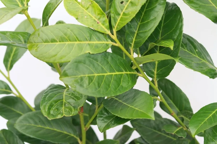 Cherry Laurel