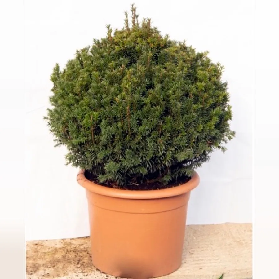 Yew Ball