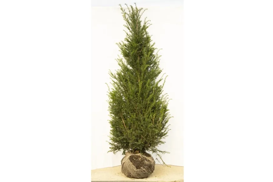 Rootballed yew