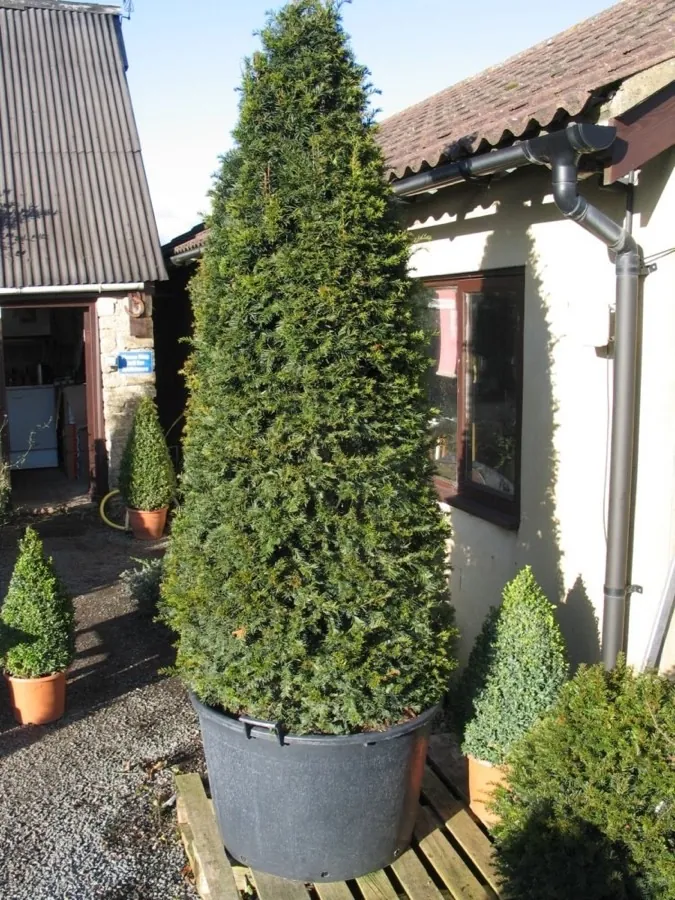 Yew Cones