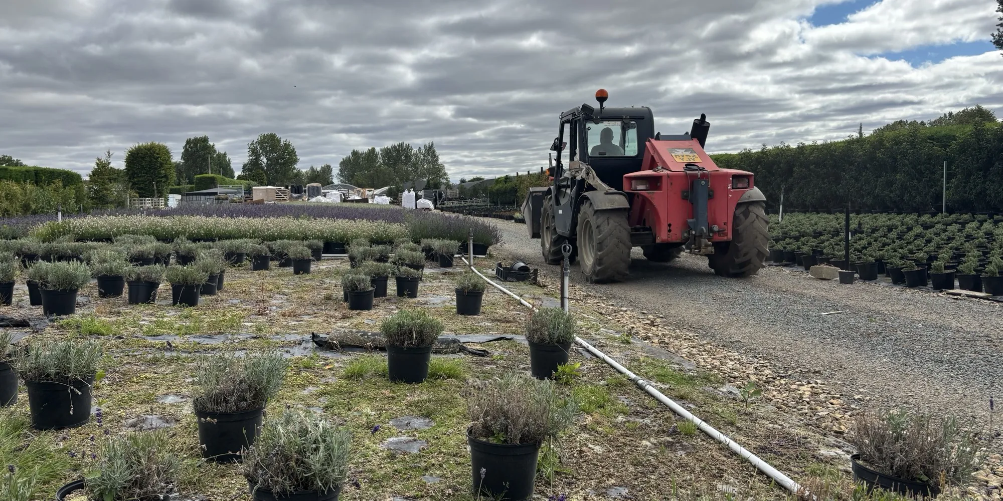 A telehandler working between rows of lavender at the HedgeXpress nursery