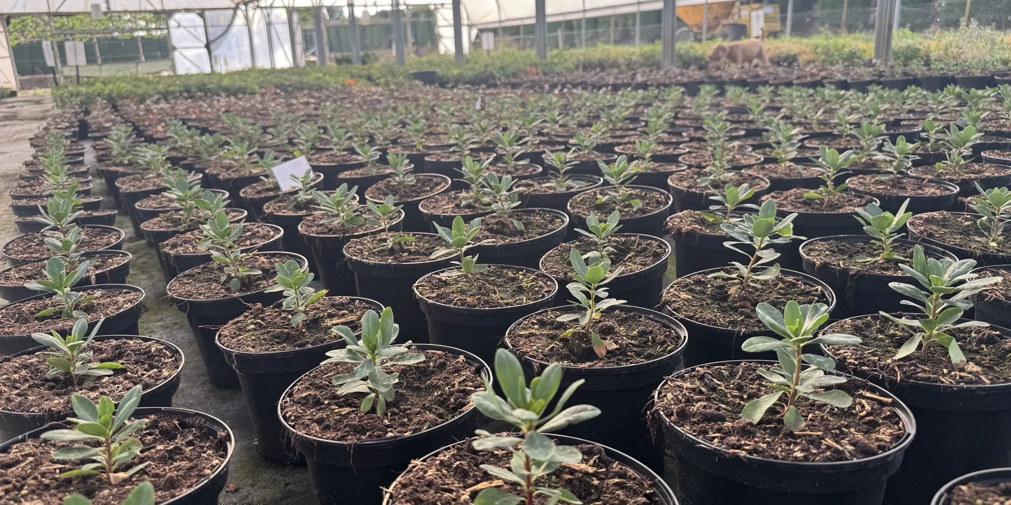 Rows of young container-grown stock growing on at the HedgeXpress nursery