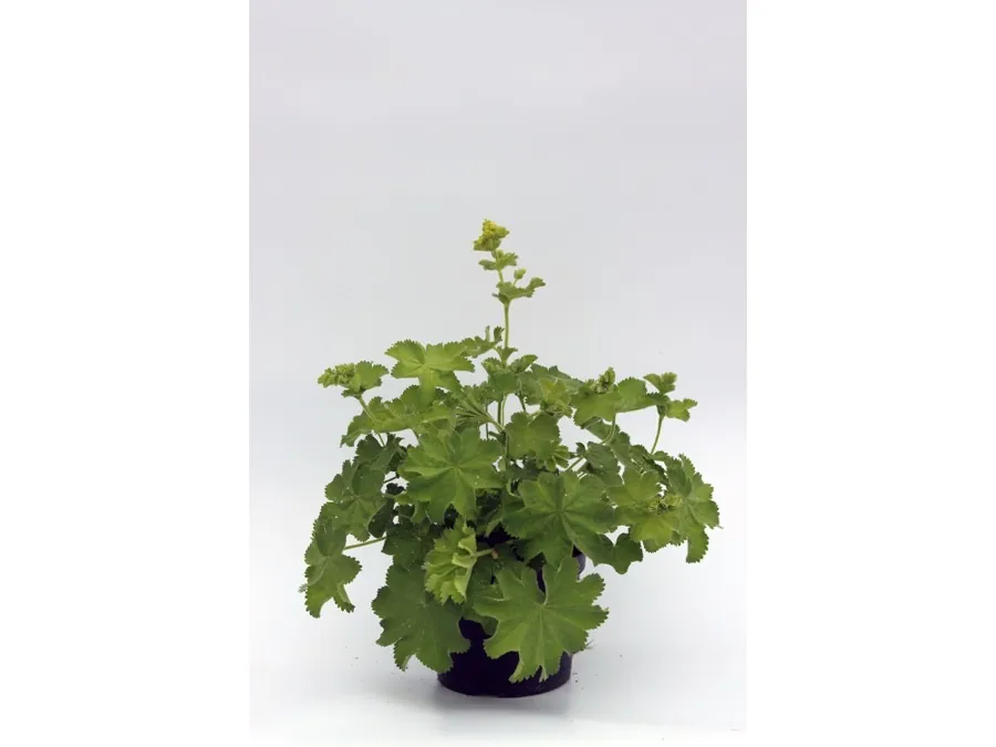 Herbaceous perennials