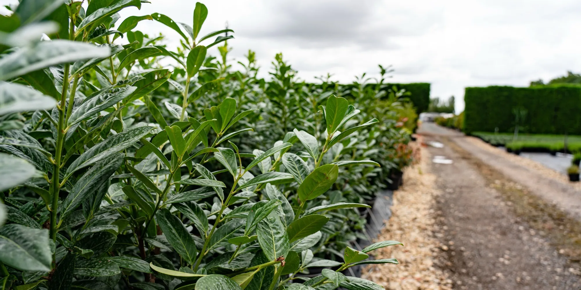 Rows of laurel beside a gravel track at the HedgeXpress nursery in Bampton