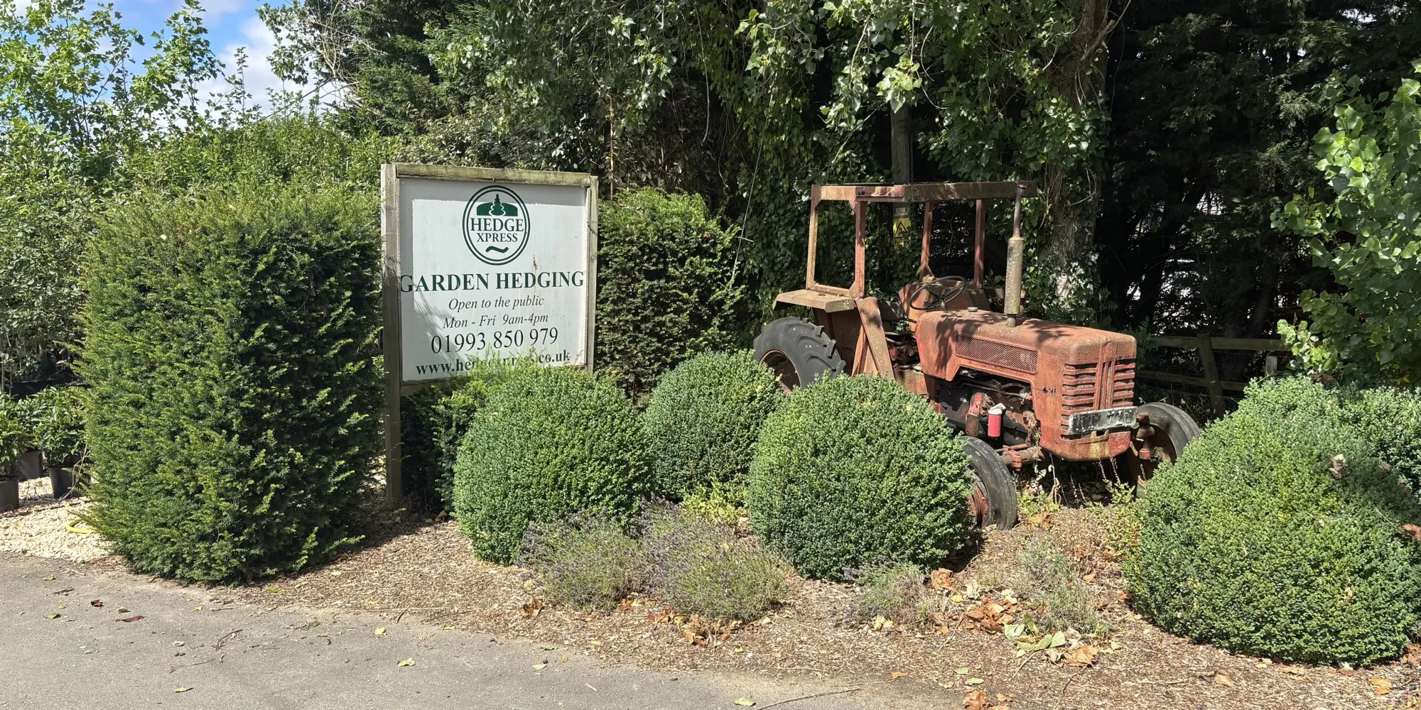 The HedgeXpress nursery entrance sign and vintage tractor among clipped box balls