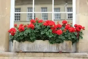 Stone Pot