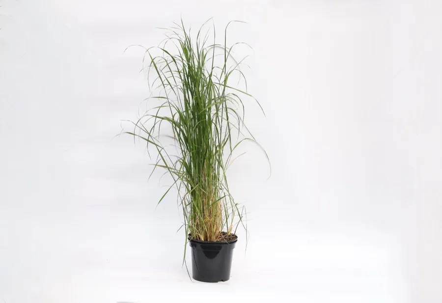 Calamagrostis Karl Foerster