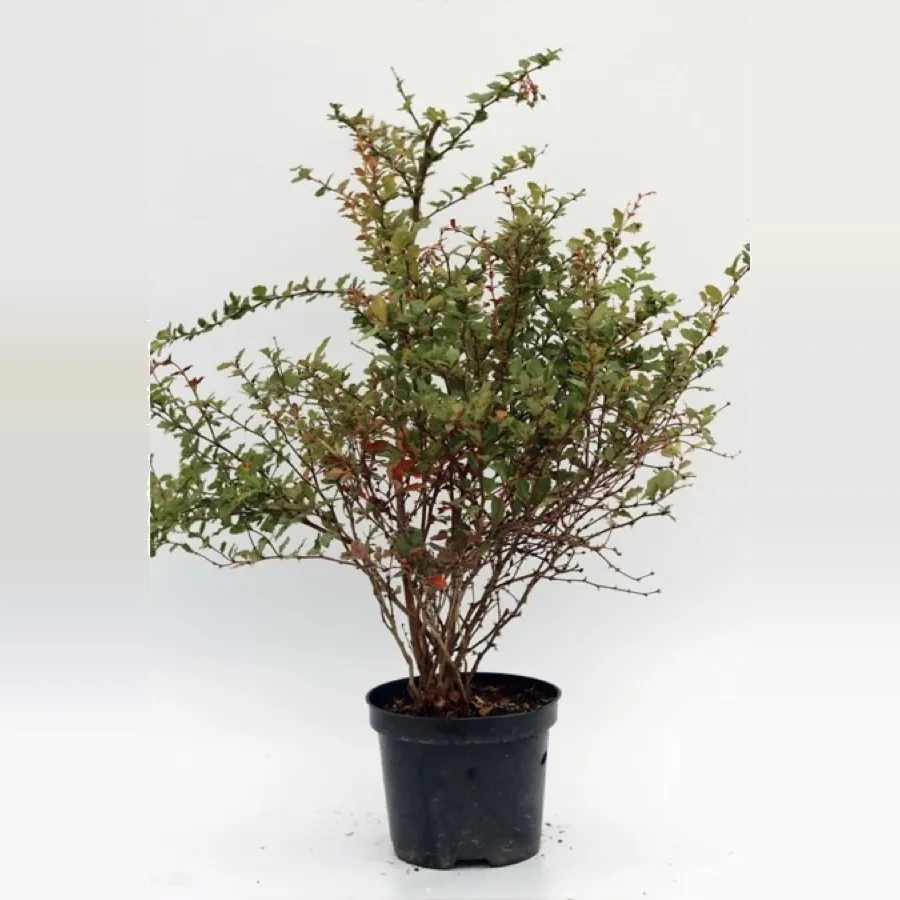 Berberis Darwinii