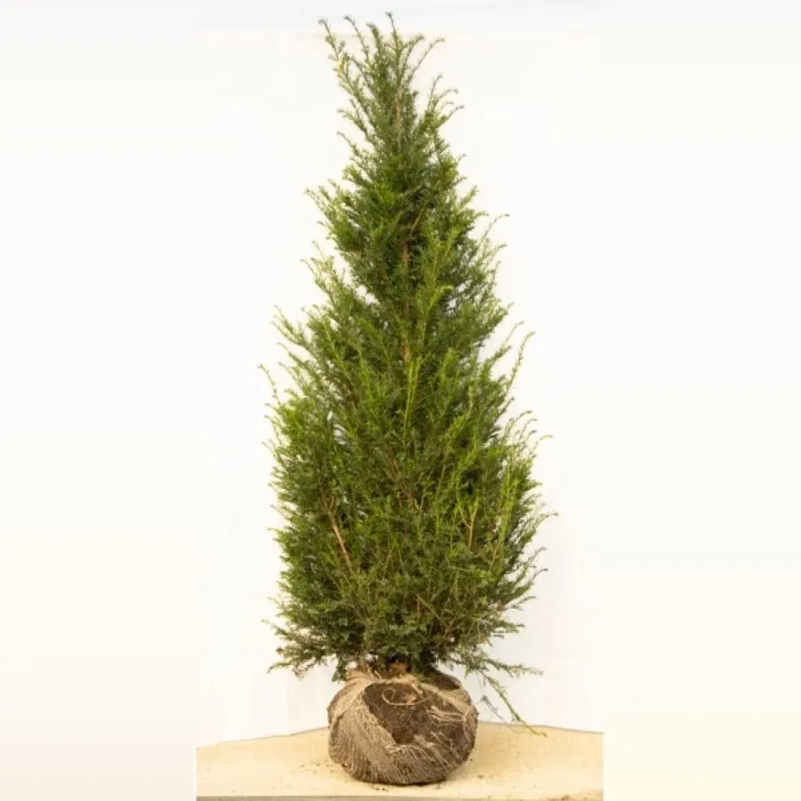 English Yew
