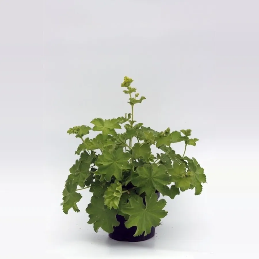 Alchemilla Mollis