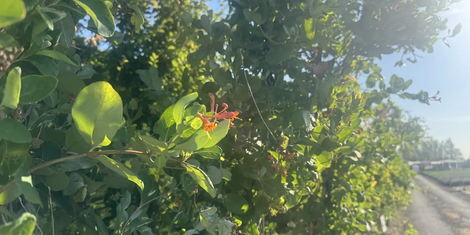 Scarlet honeysuckle flowers on a climber beside the path at the HedgeXpress nursery