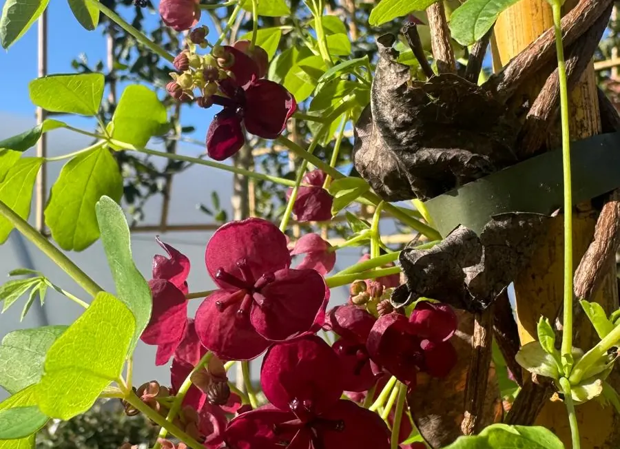 Akebia quinata in flower