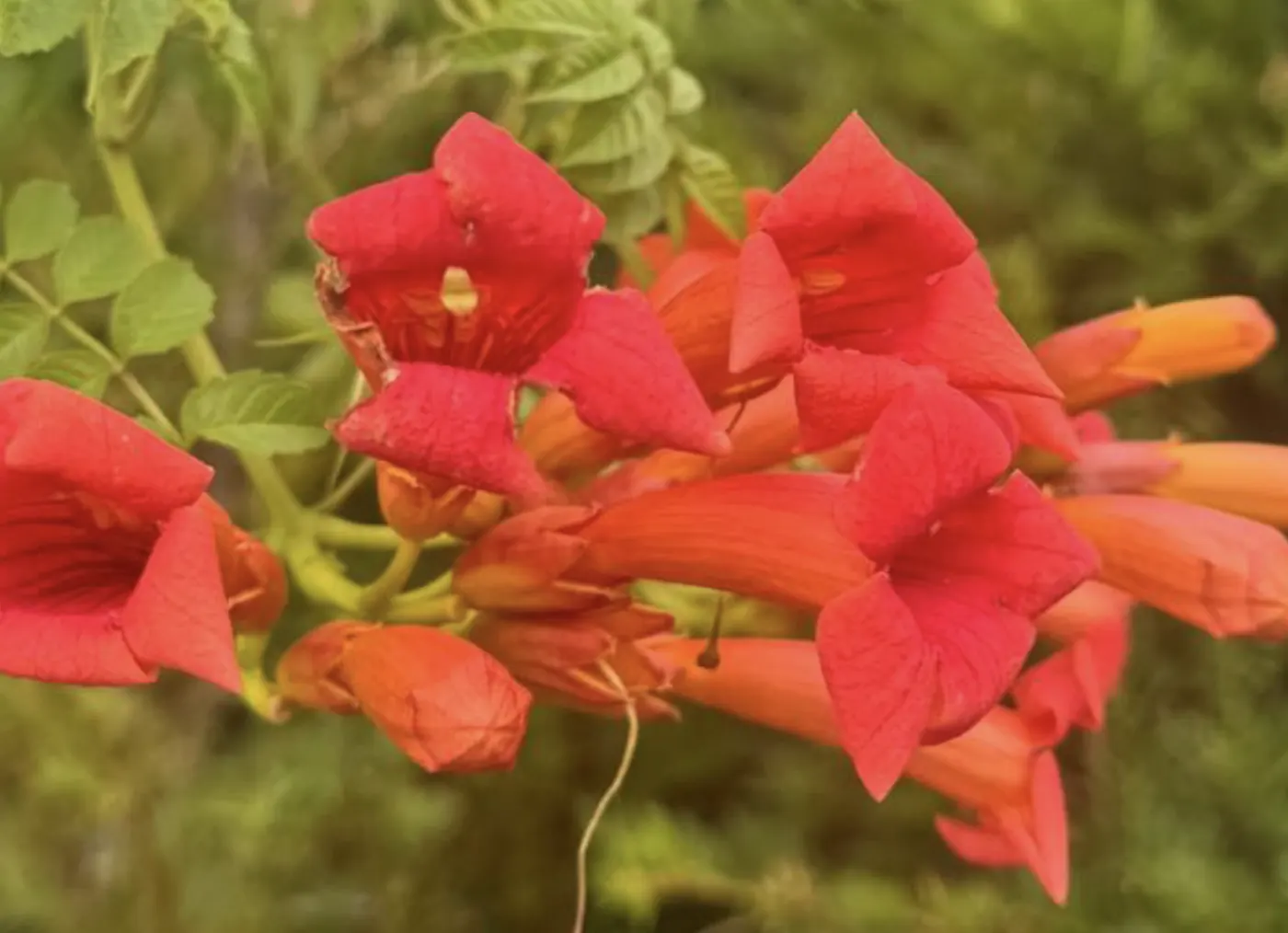 Campsis radicans