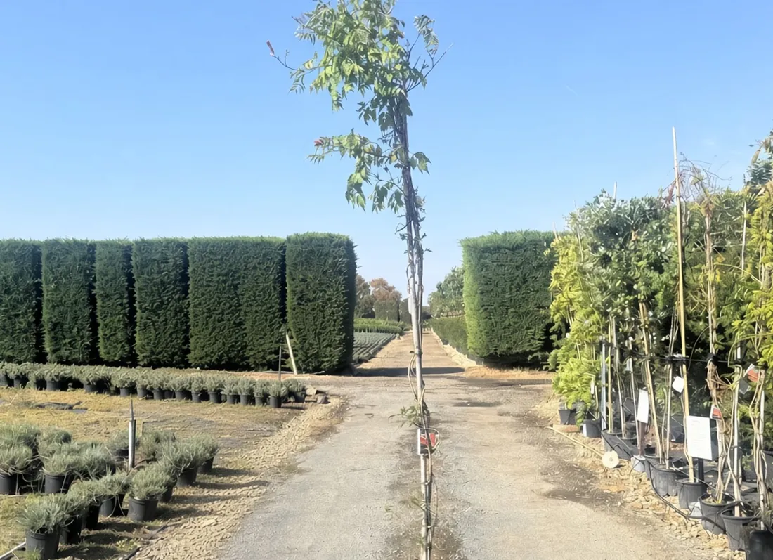 A young Campsis radicans in a pot on the path at the HedgeXpress nursery