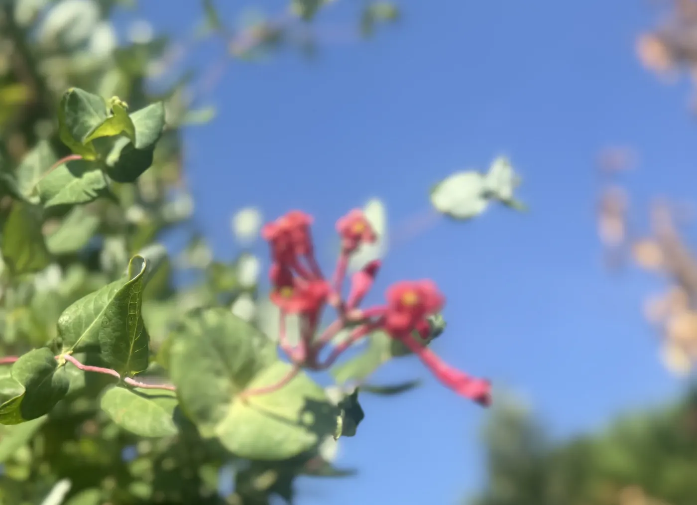 Lonicera &lsquo;Dropmore Scarlet&rsquo;