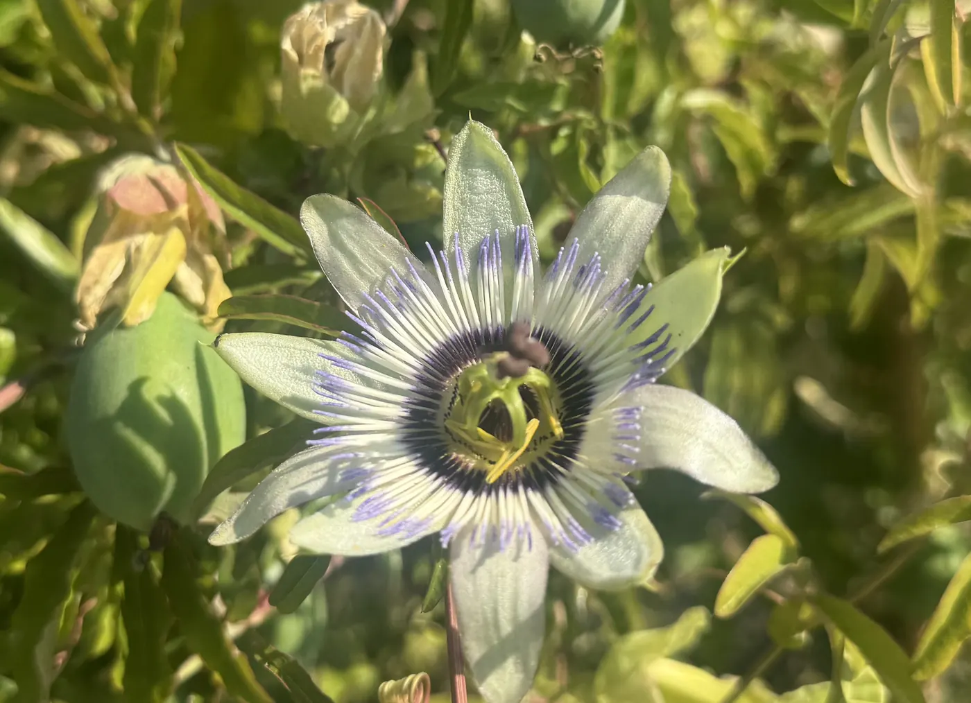 Passiflora caerulea