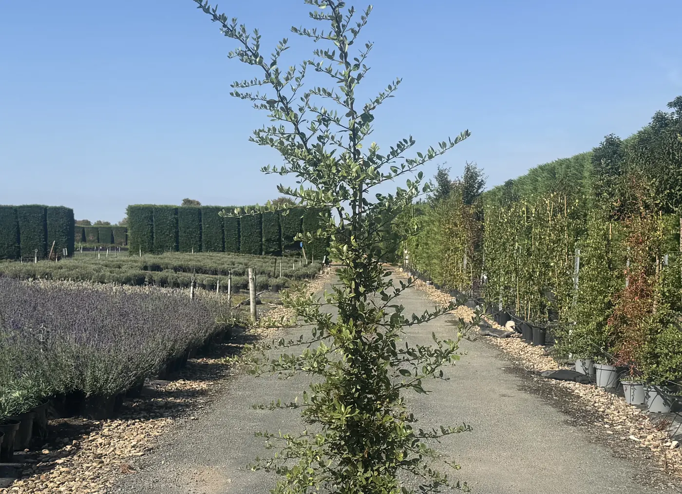 Pyracantha &lsquo;Red Column&rsquo;