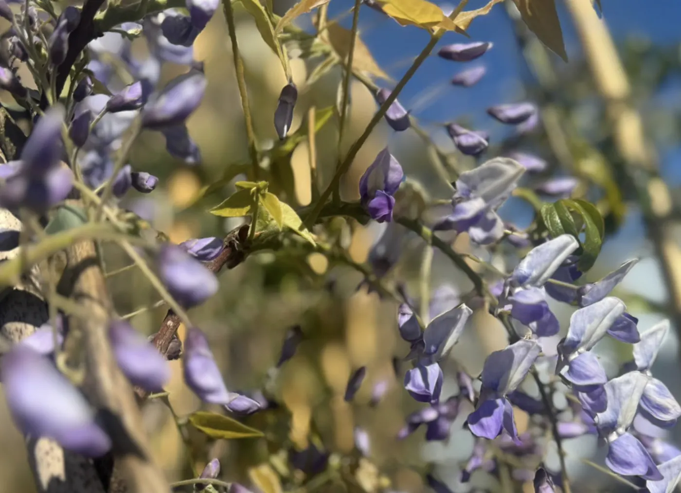 Japanese Wisteria in flower