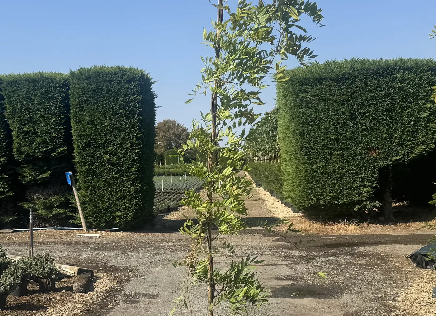 A young wisteria in a pot at the HedgeXpress nursery