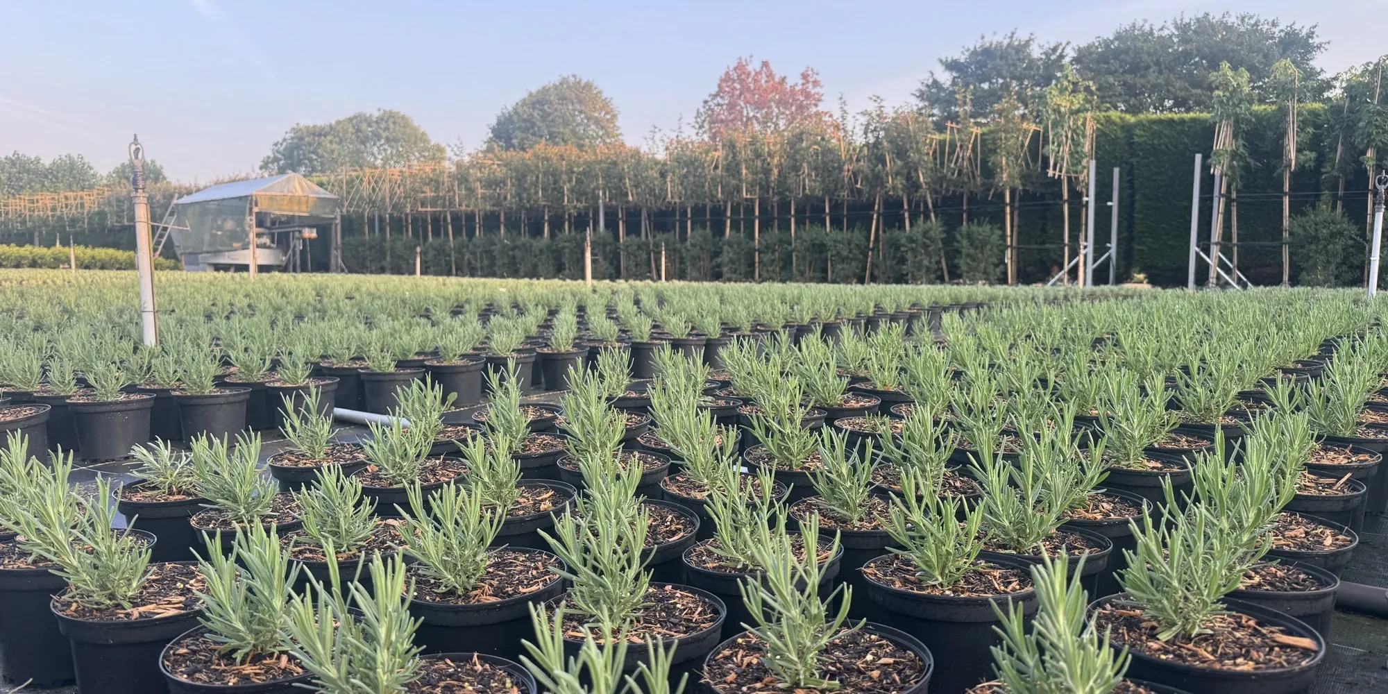 A wide view across the HedgeXpress nursery in Bampton, Oxfordshire