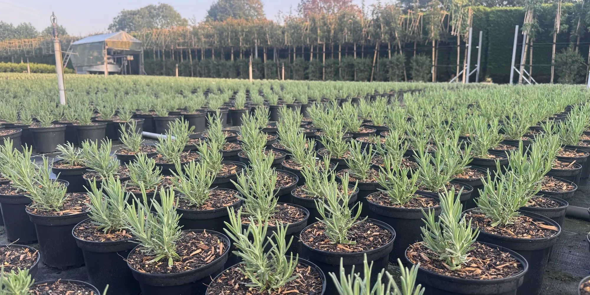 Rows of container-grown stock ready for collection at the HedgeXpress nursery