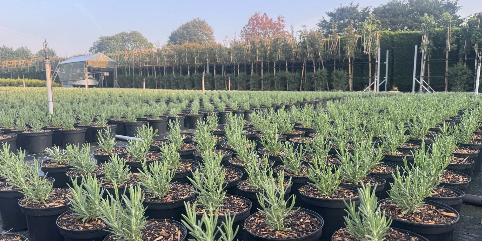 Rows of low, neat edging plants growing at the HedgeXpress nursery
