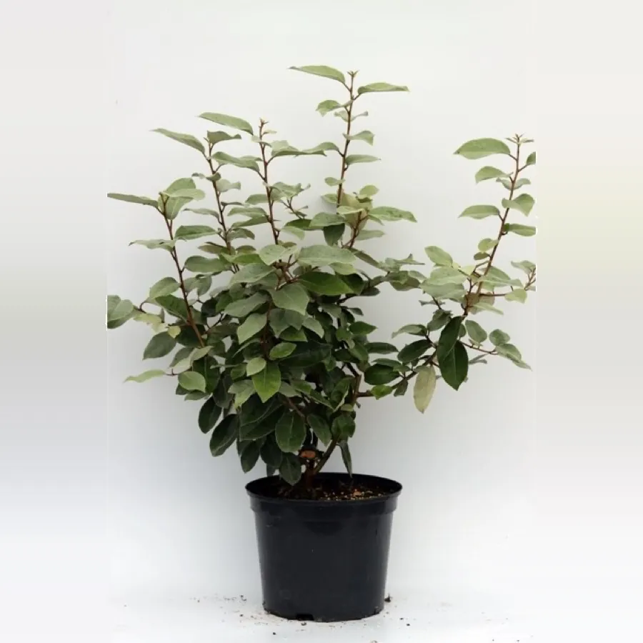Elaeagnus Ebbingei