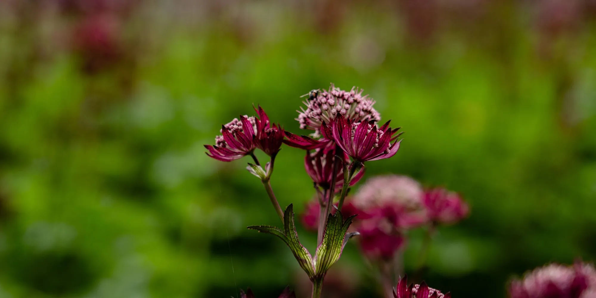 A close-up of deep red Astrantia in flower at the HedgeXpress nursery