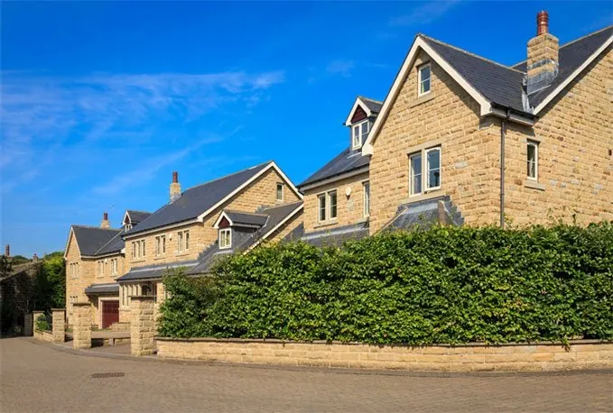 Established beech hedge