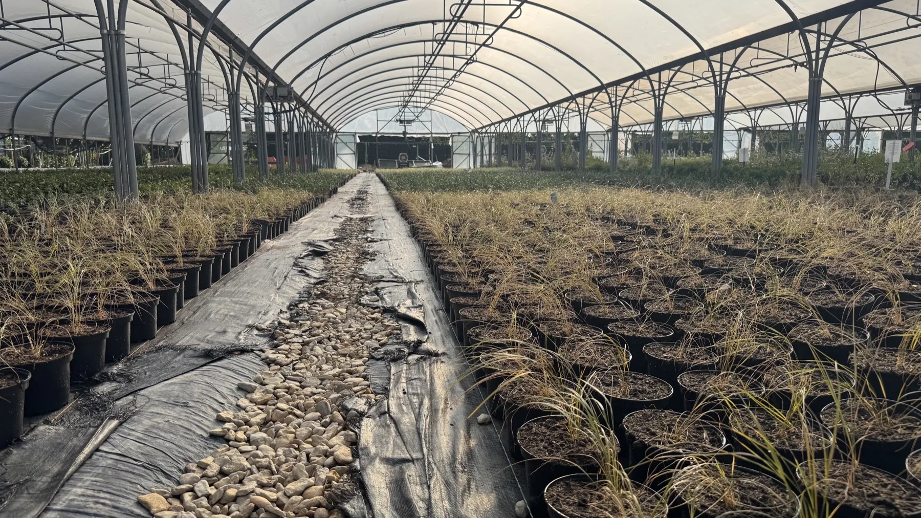 Rows of ornamental grasses growing under a polytunnel at the HedgeXpress nursery